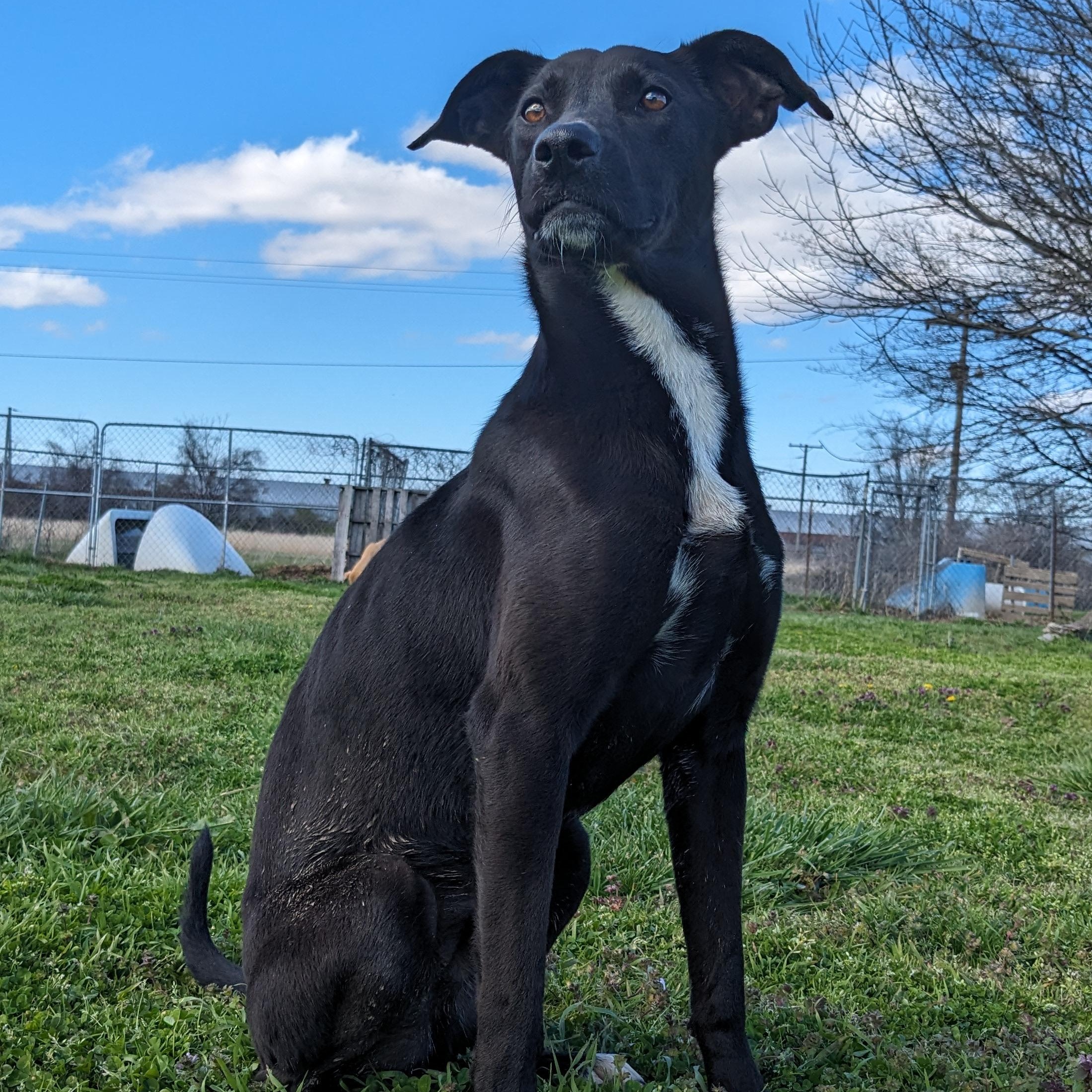 Enlarge Axel, a Adoptable mixed breed in Newport, AR image 1/6