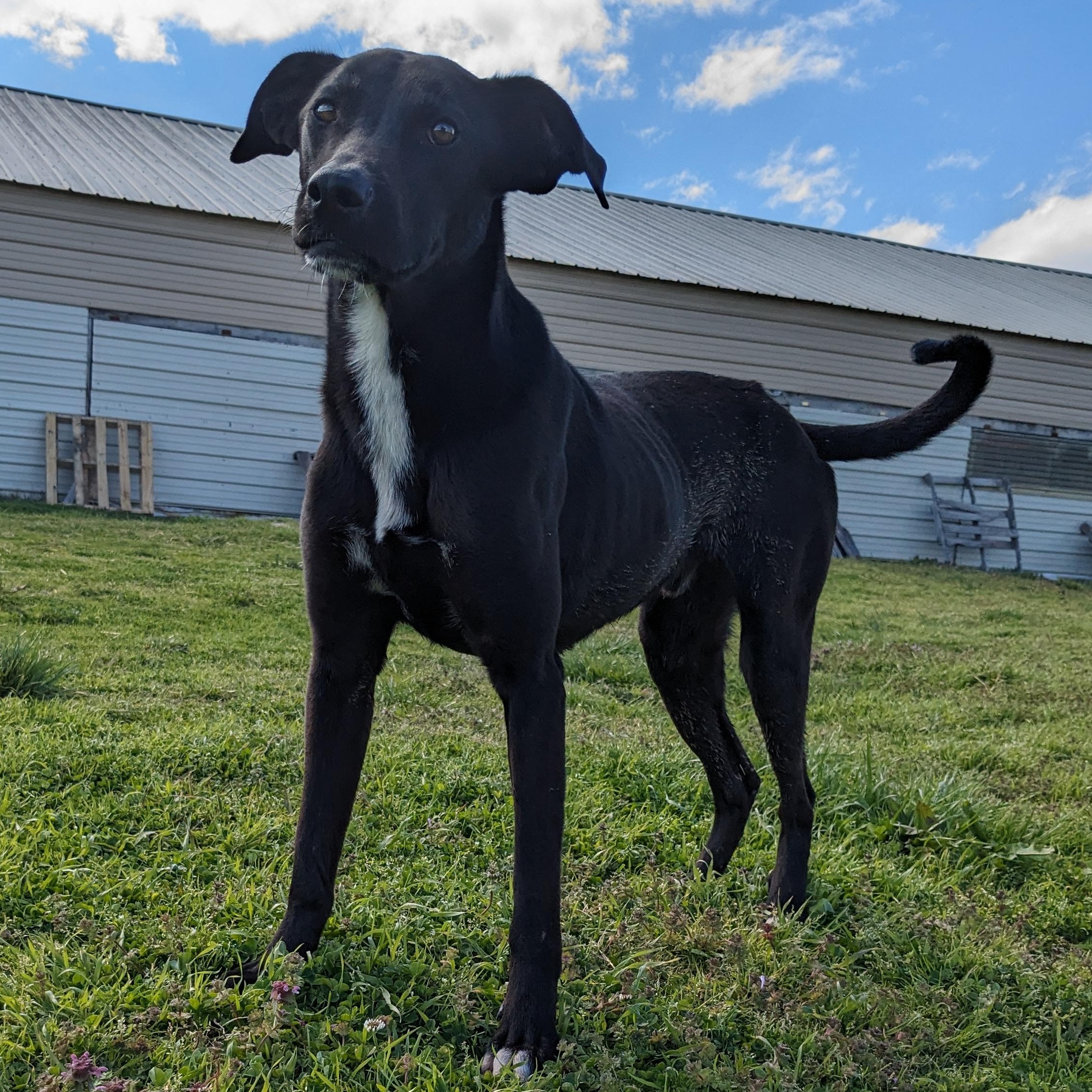 Enlarge Axel, a Adoptable mixed breed in Newport, AR image 5/6