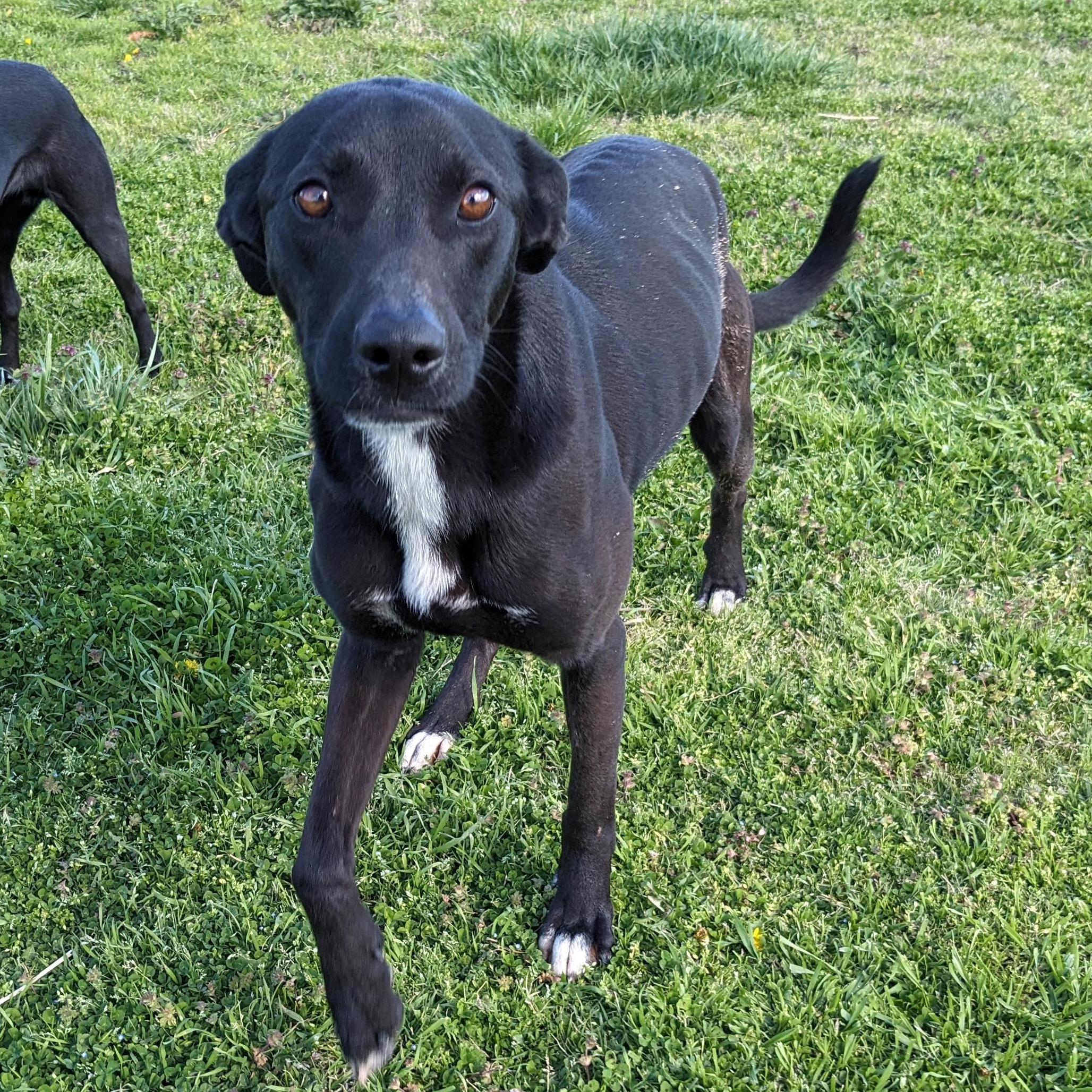 Enlarge Axel, a Adoptable mixed breed in Newport, AR image 6/6