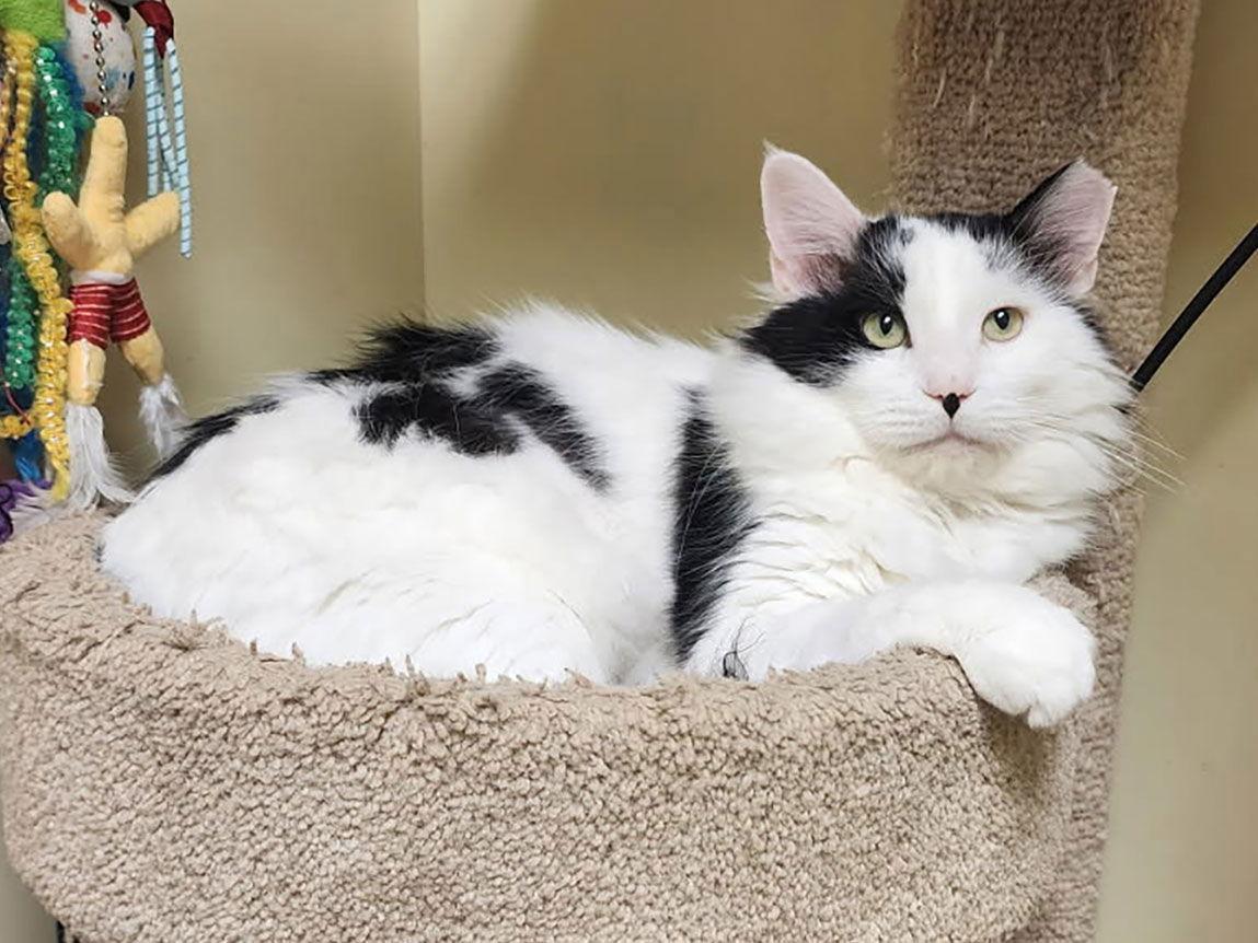 Enlarge Benji, a Adoptable Domestic Long Hair in Mission Viejo, CA image 1/3