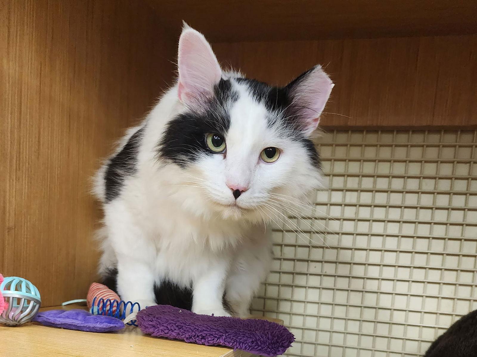 Enlarge Benji, a Adoptable Domestic Long Hair in Mission Viejo, CA image 3/3