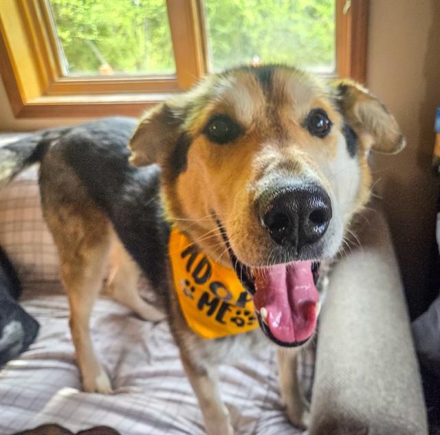 Enlarge MOKEY, a Adoptable mixed breed in Fairbanks, AK image 1/1