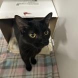 Millie, Adoptable, Adult Female Domestic Short Hair.