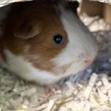 Batman, ADOPTABLE, Adult Male Guinea Pig.