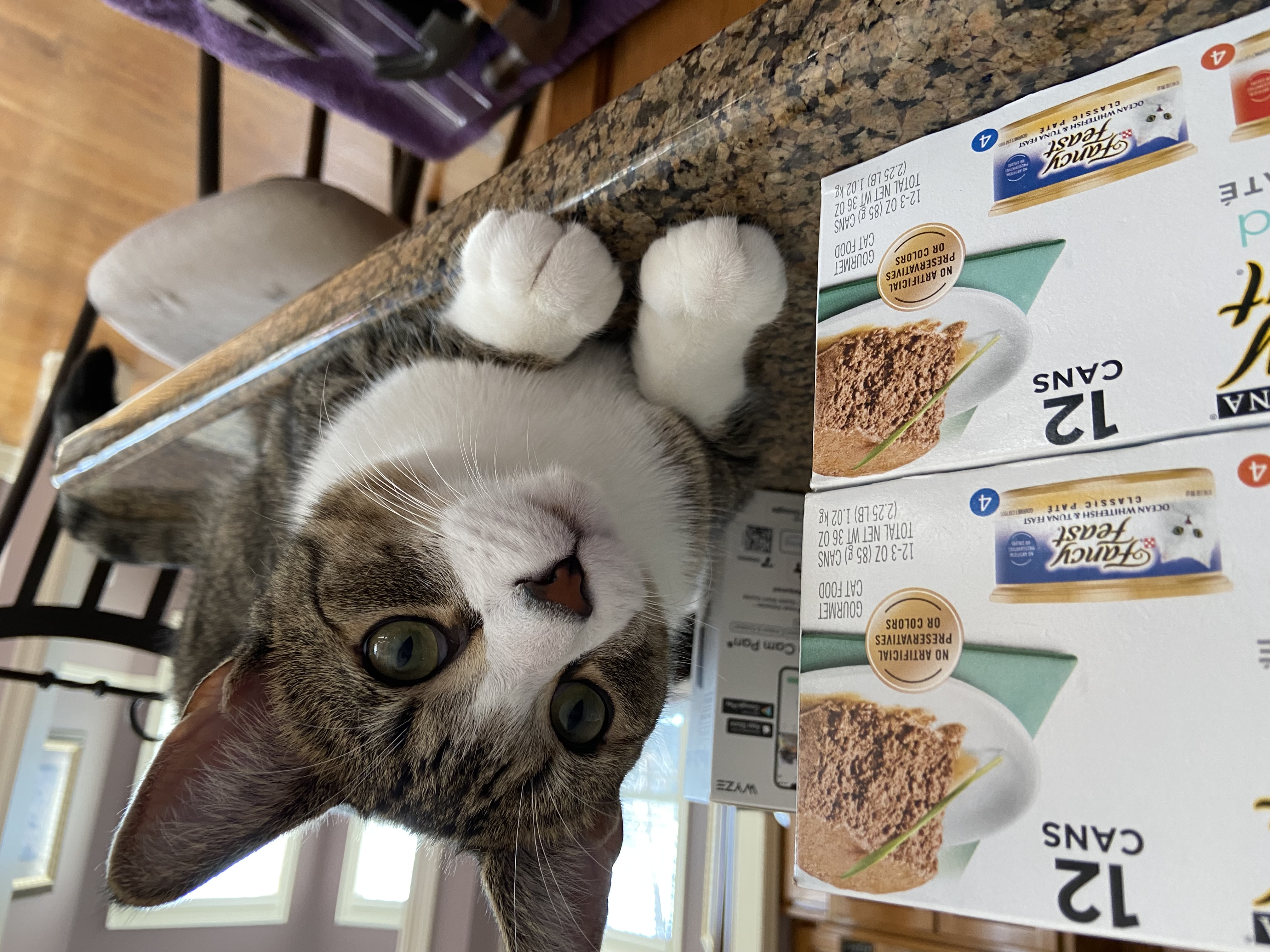 Enlarge Joey, a Adopted Tabby in Shawnee, KS image 1/1