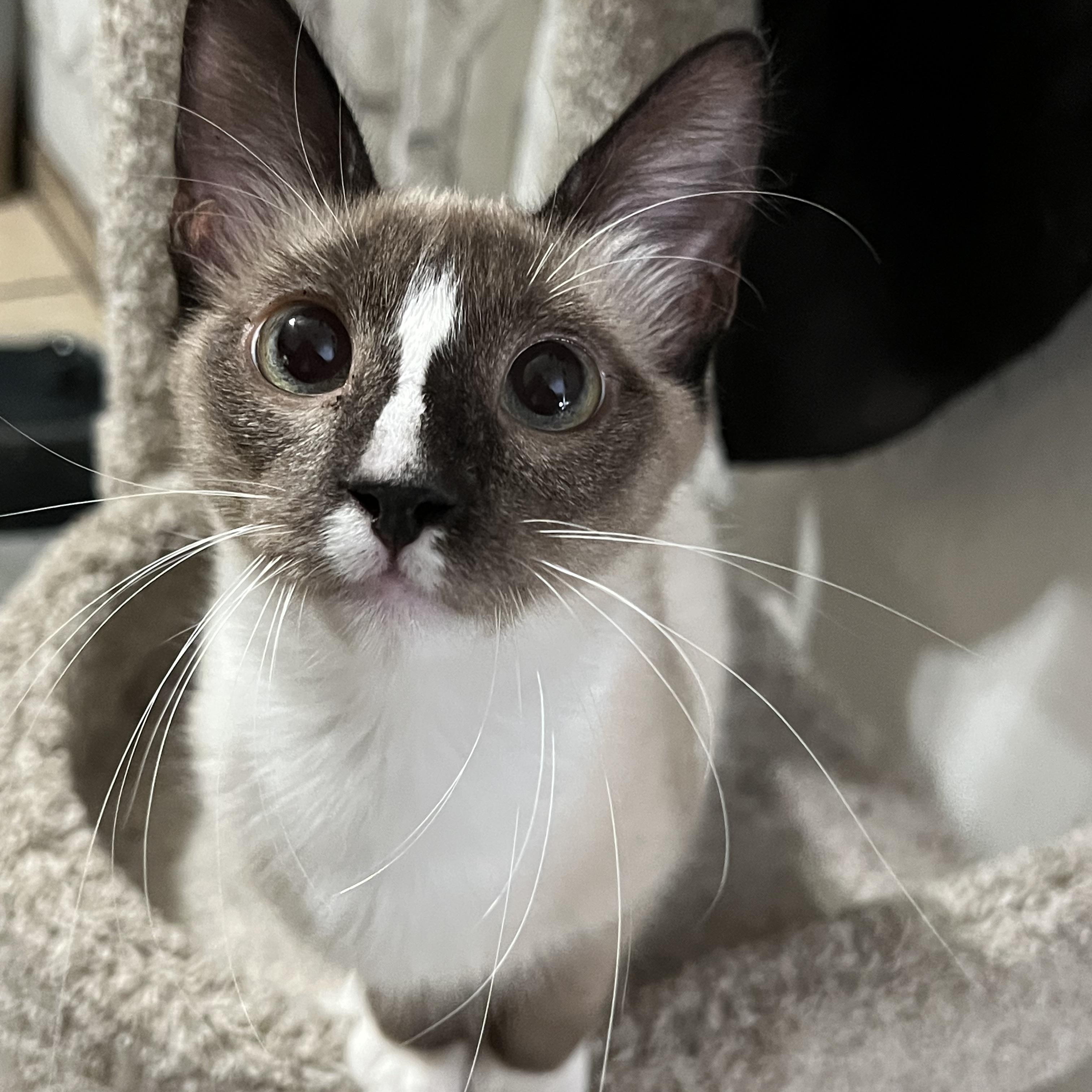 Enlarge Toast, a Adopted Snowshoe in San Jose, CA image 5/5