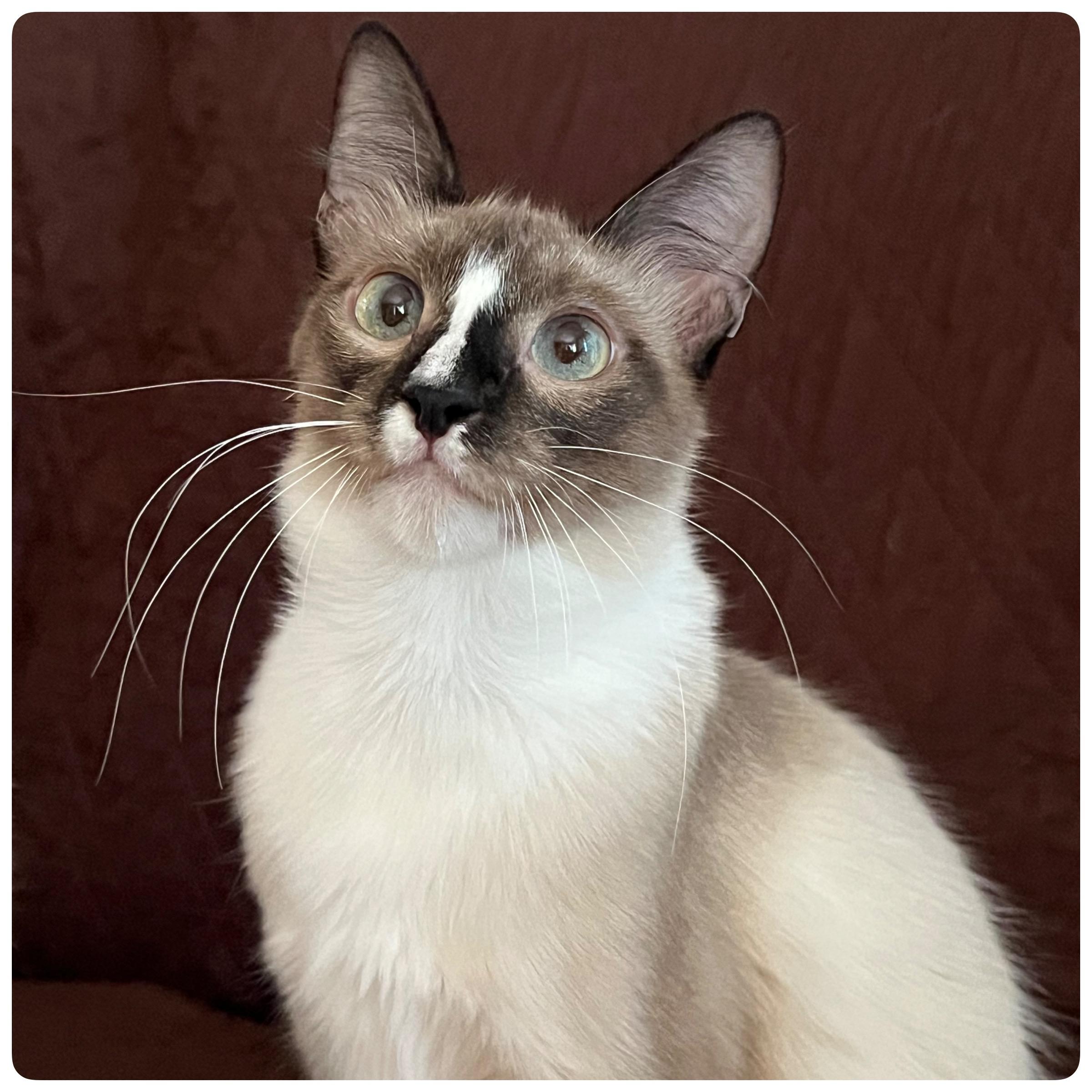 Enlarge Toast, a Adopted Snowshoe in San Jose, CA image 1/5