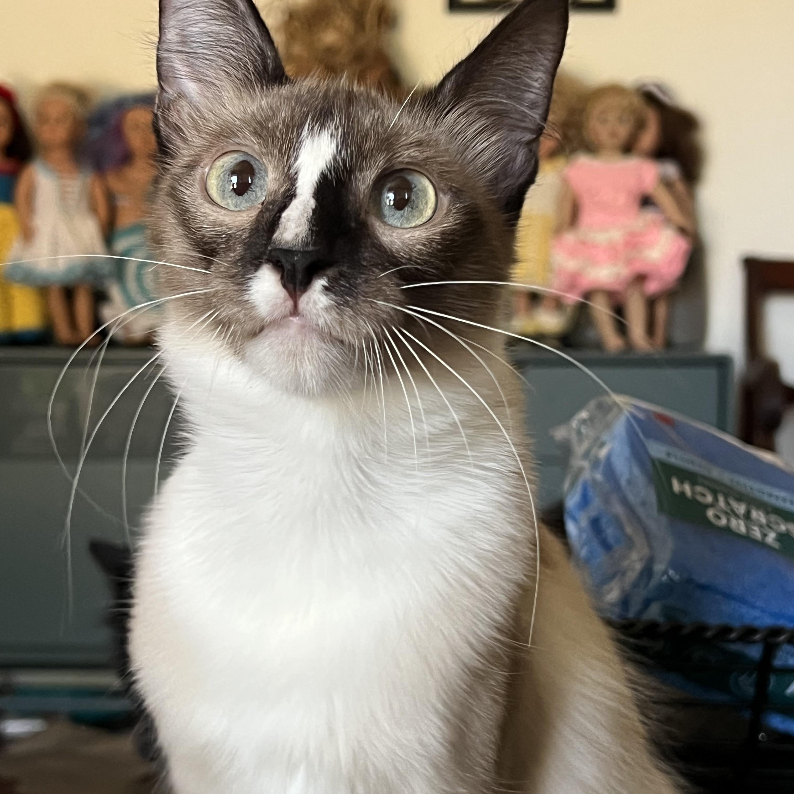 Enlarge Toast, a Adopted Snowshoe in San Jose, CA image 3/5