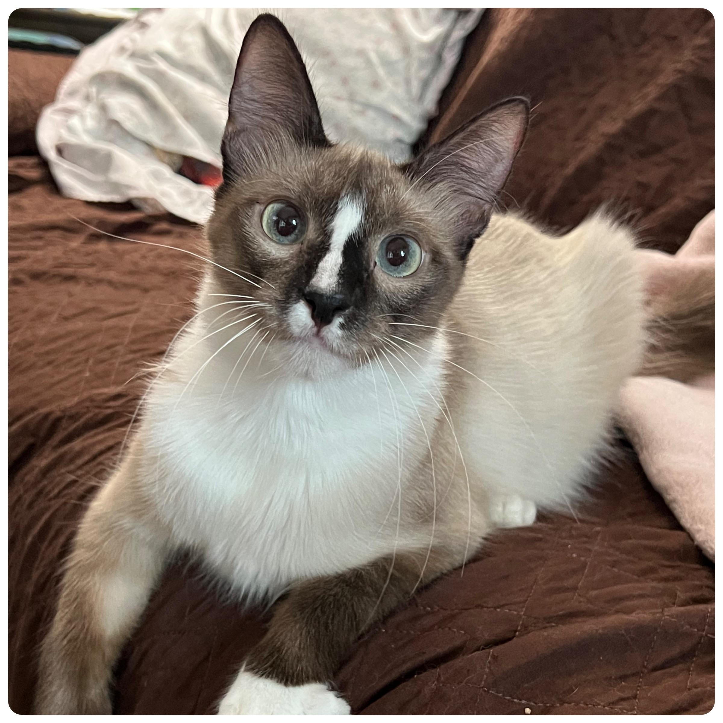 Enlarge Toast, a Adopted Snowshoe in San Jose, CA image 4/5