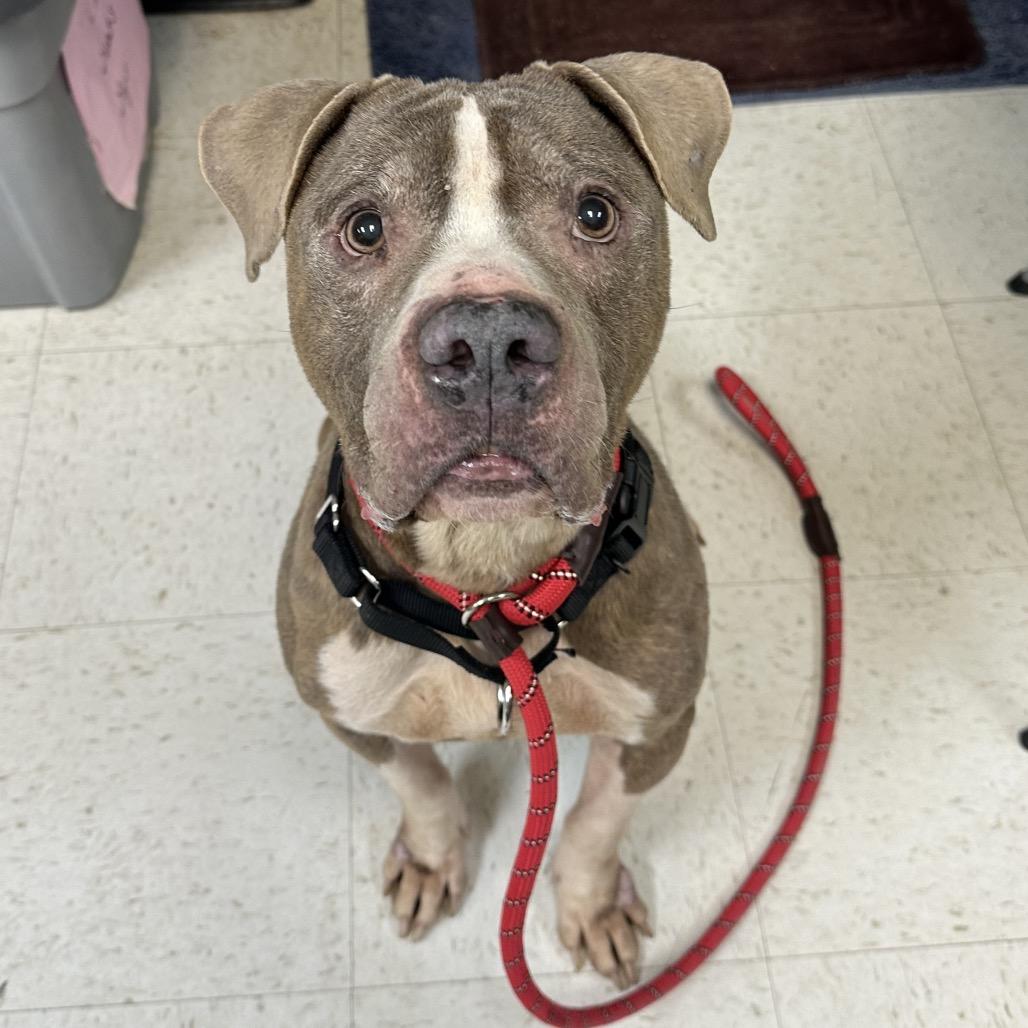 Fork — thumbnail 2