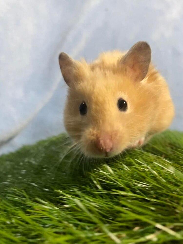 Enlarge Peach, a Adopted Hamster in Pasco, WA image 1/4