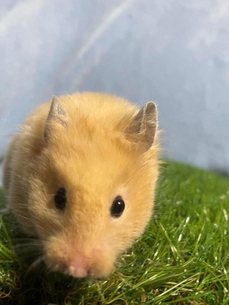 Enlarge Peach, a Adopted Hamster in Pasco, WA image 2/4
