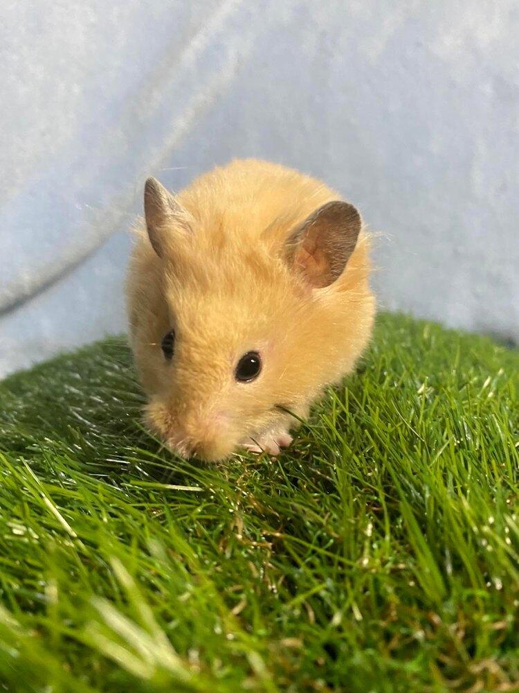 Enlarge Peach, a Adopted Hamster in Pasco, WA image 3/4