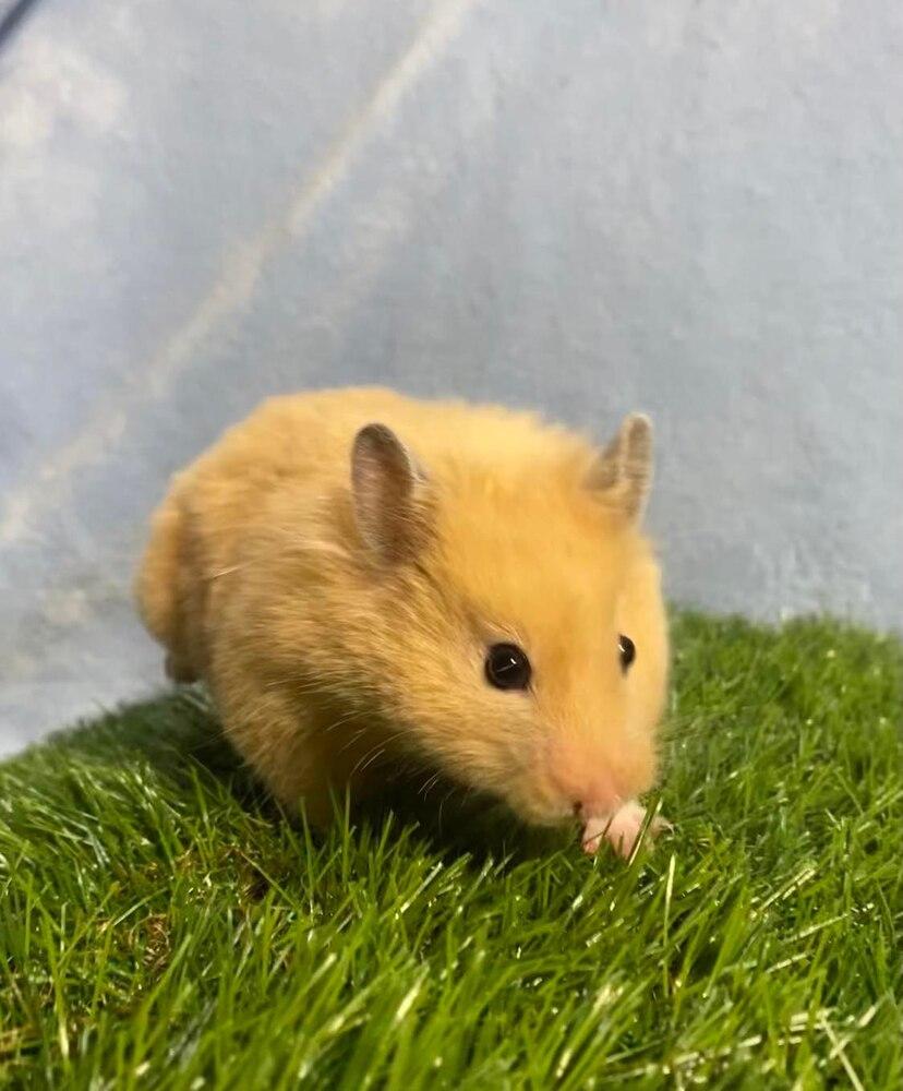 Enlarge Peach, a Adopted Hamster in Pasco, WA image 4/4