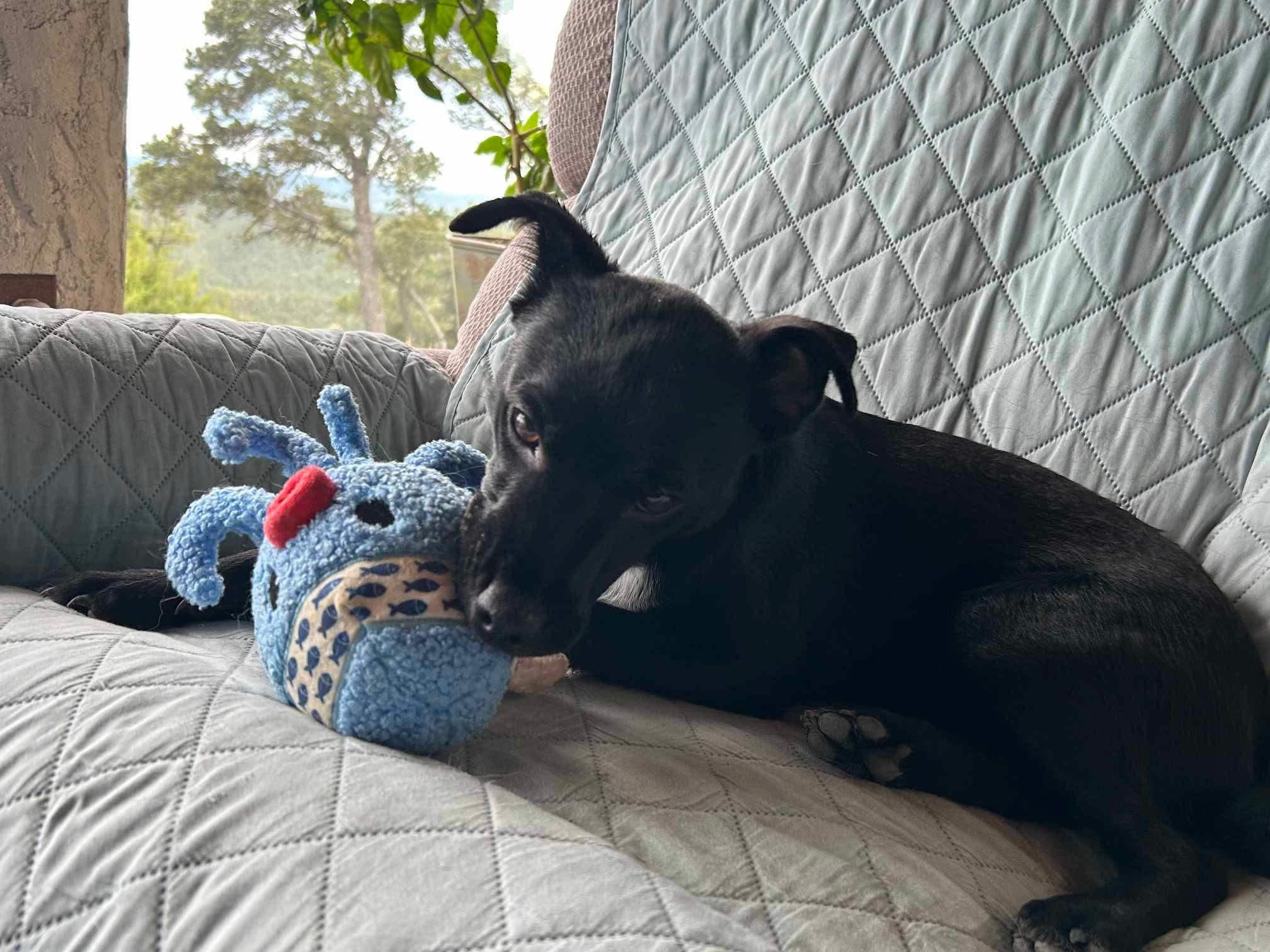 Axel Rose, Adopted, Young Male Border Collie & Mixed Breed.