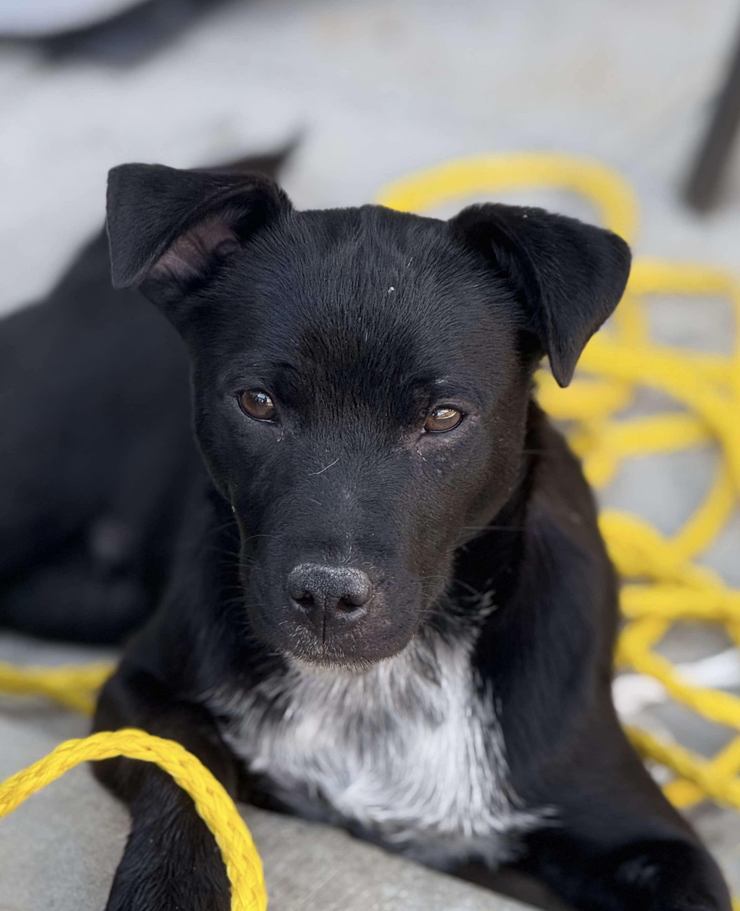 Axel Rose, an adoptable Border Collie, Mixed Breed in Trinidad, CO, 81082 | Photo Image 5