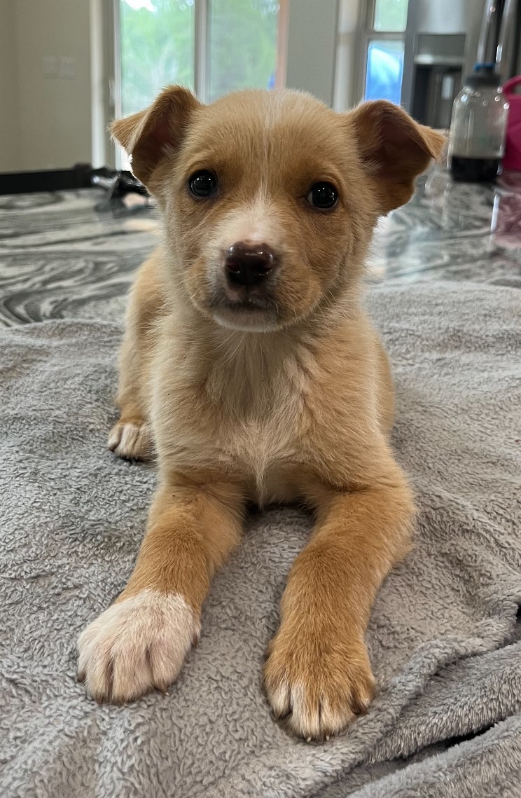 Enlarge Rosie, a Adopted mixed breed in Tecumseh, OK image 1/1