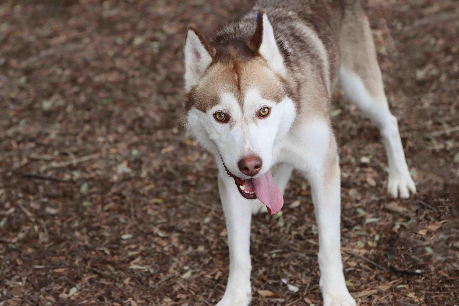 Rufus, a Adoptable Siberian Husky in Walnut Creek, CA image 1/3