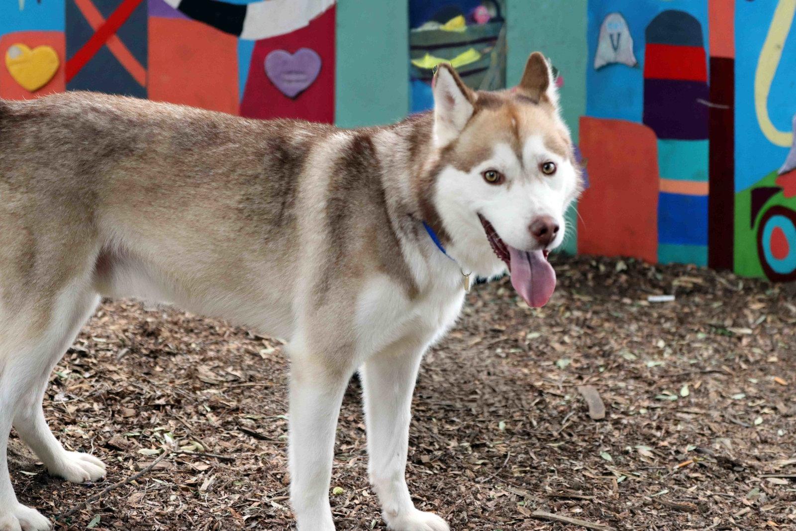 Rufus, a Adoptable Siberian Husky in Walnut Creek, CA image 2/3