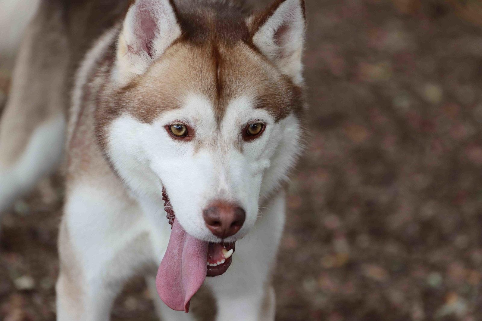 Rufus, a Adoptable Siberian Husky in Walnut Creek, CA image 3/3