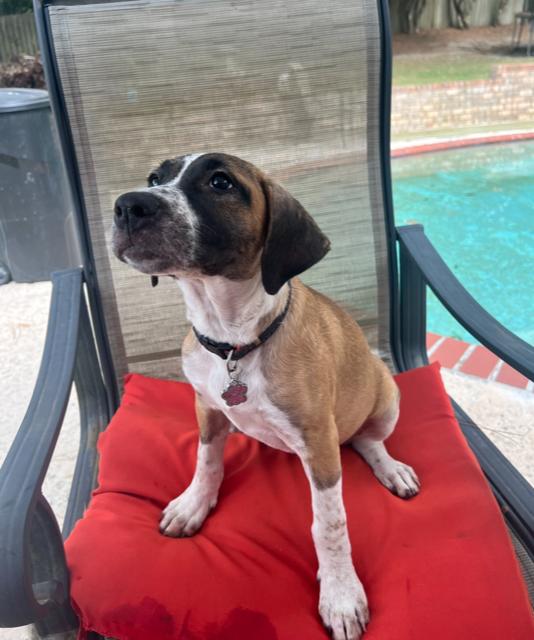 June Bug (CL 2023), a Adoptable Hound in Mobile, AL image 1/2
