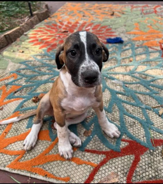 June Bug (CL 2023), a Adoptable Hound in Mobile, AL image 2/2