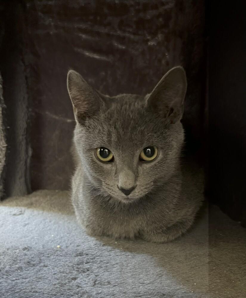 Enlarge Slate Gray Mob, a Adoptable Domestic Short Hair in Peoria, IL image 1/1