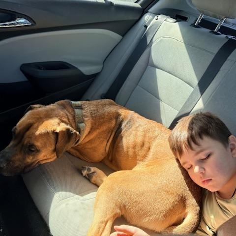 Chance, an adopted mixed breed in Stephenville, TX image 2/5