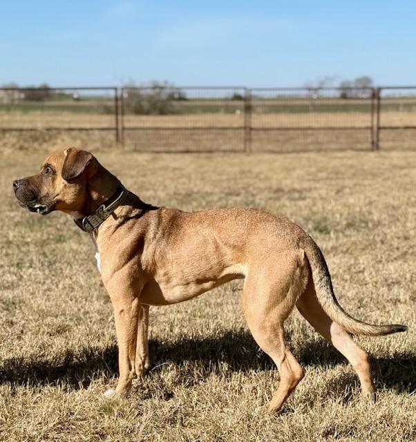 Chance, an adopted mixed breed in Stephenville, TX image 5/5