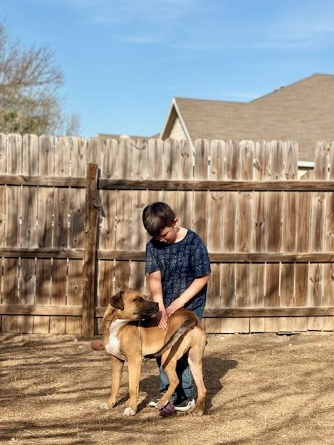 Chance, an adopted mixed breed in Stephenville, TX image 3/5