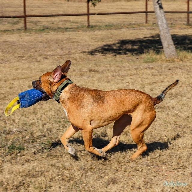 Chance, an adopted mixed breed in Stephenville, TX image 4/5