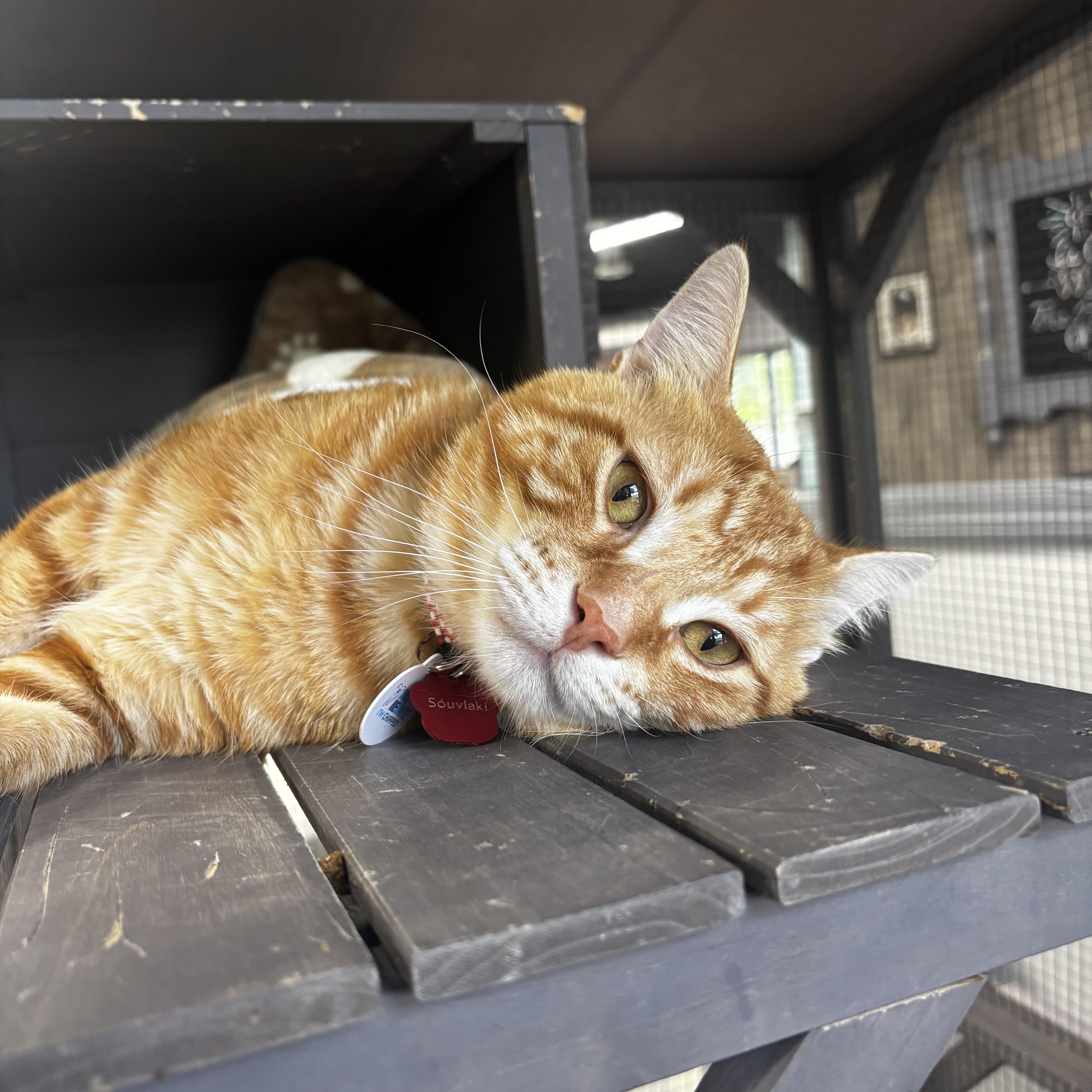 Enlarge Souvlaki, an adoptable Domestic Short Hair in Grand Rapids, MI image 3/6