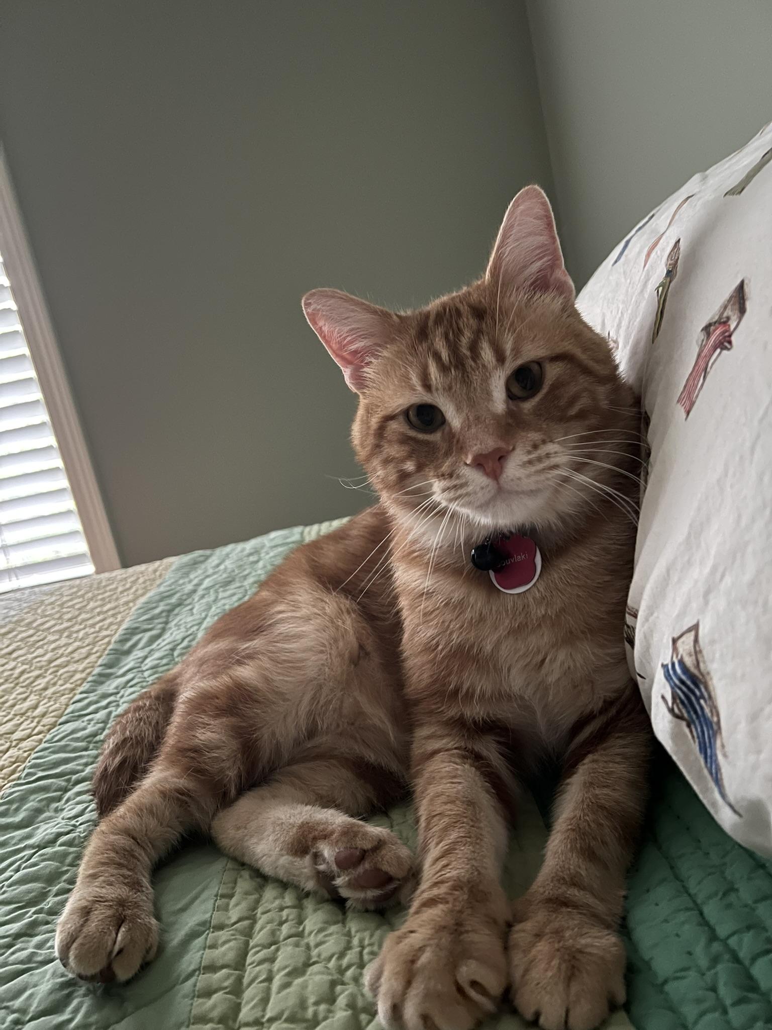 Enlarge Souvlaki, an adoptable Domestic Short Hair in Grand Rapids, MI image 6/6