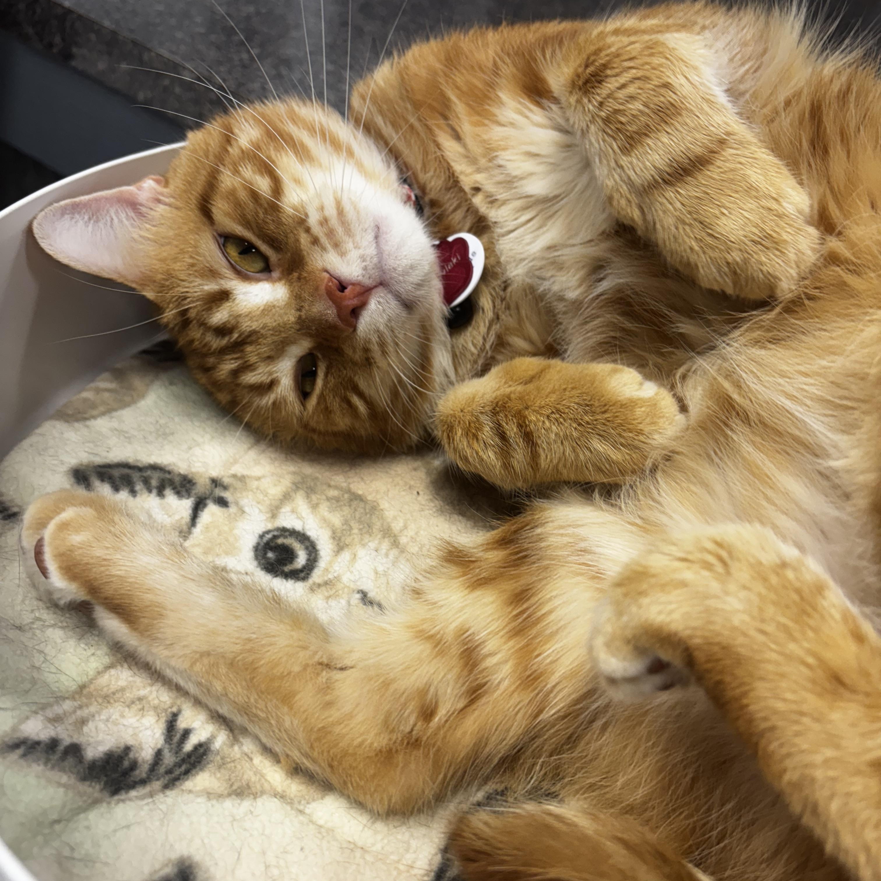 Enlarge Souvlaki, an adoptable Domestic Short Hair in Grand Rapids, MI image 5/6