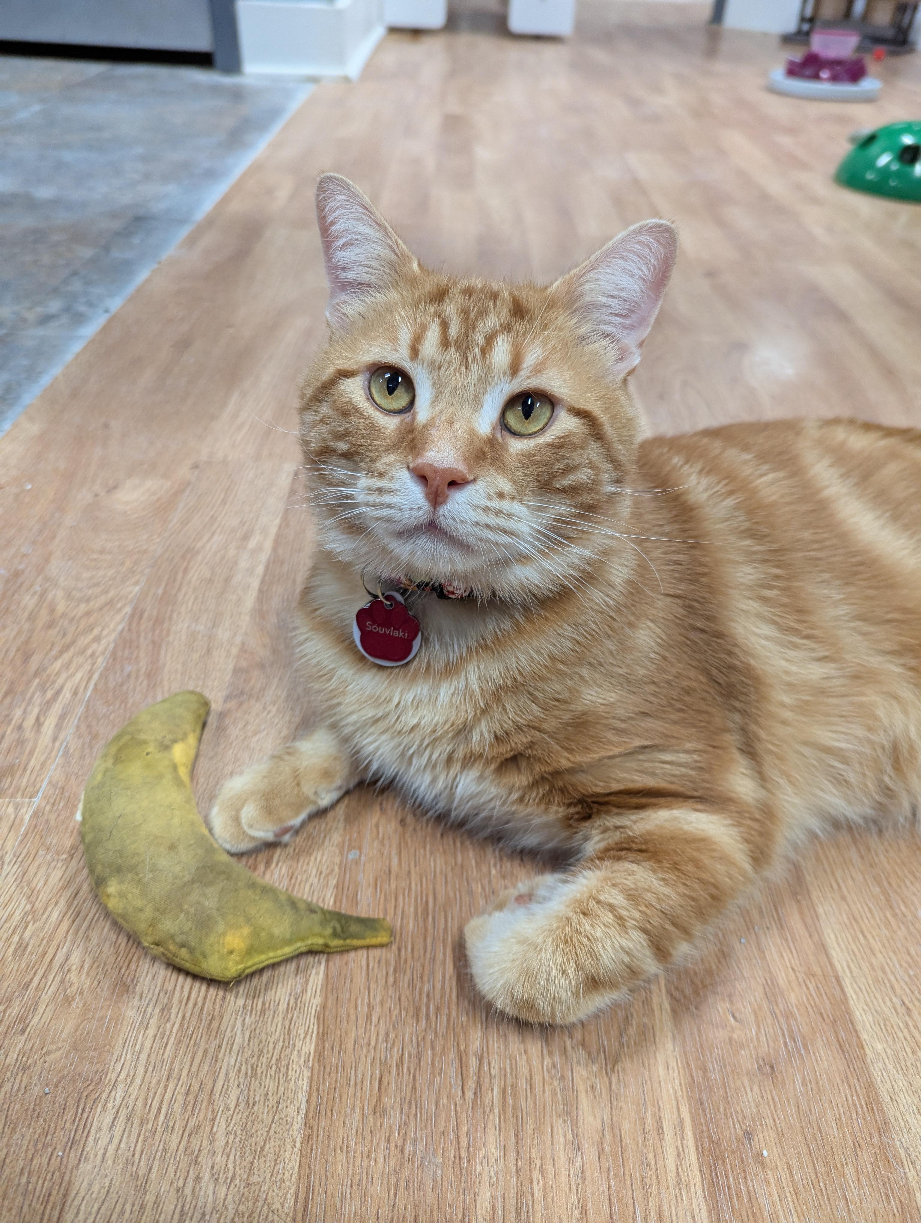 Souvlaki, adoptable, Adult Male Domestic Short Hair.