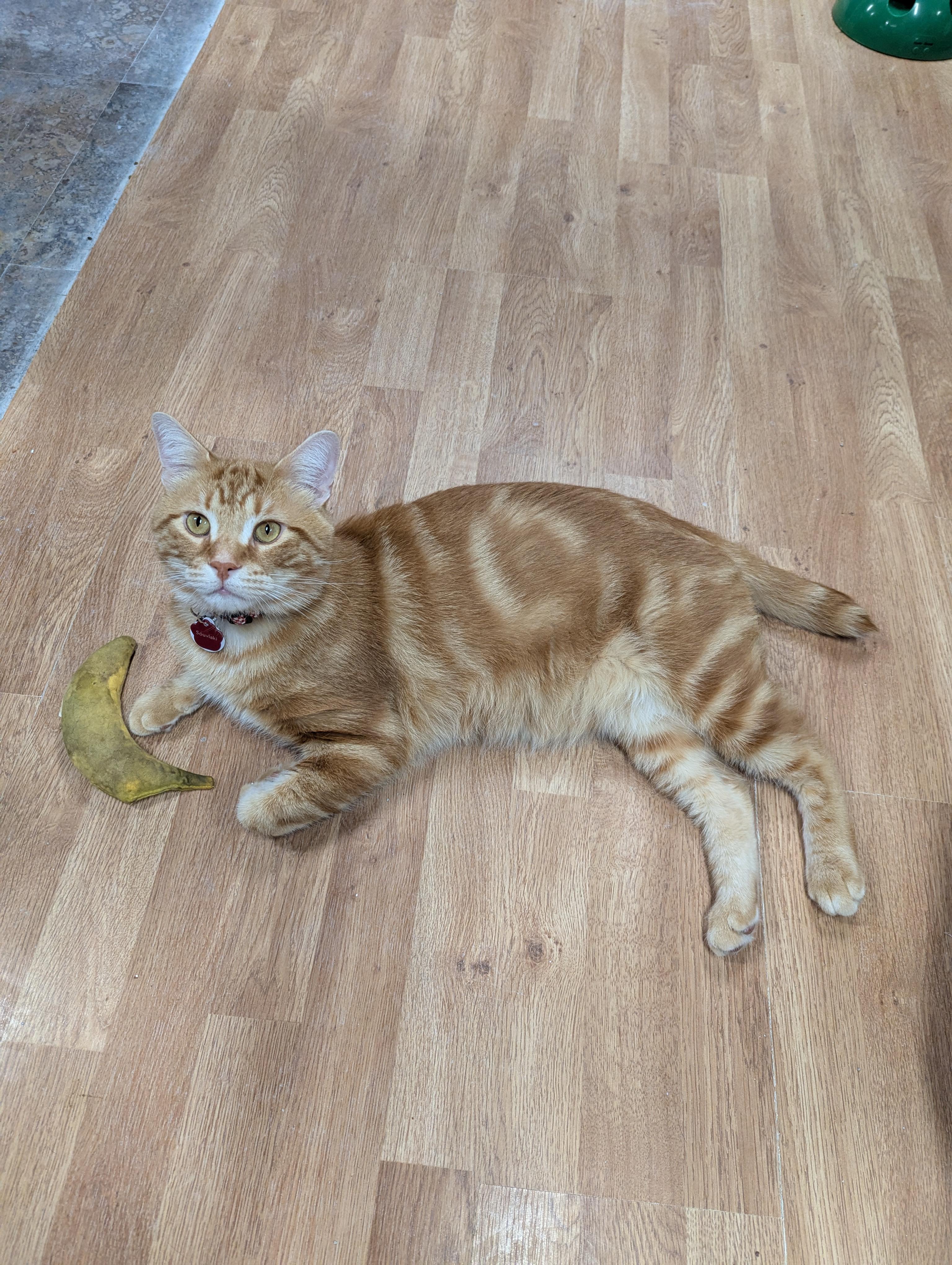 Enlarge Souvlaki, an adoptable Domestic Short Hair in Grand Rapids, MI image 2/6