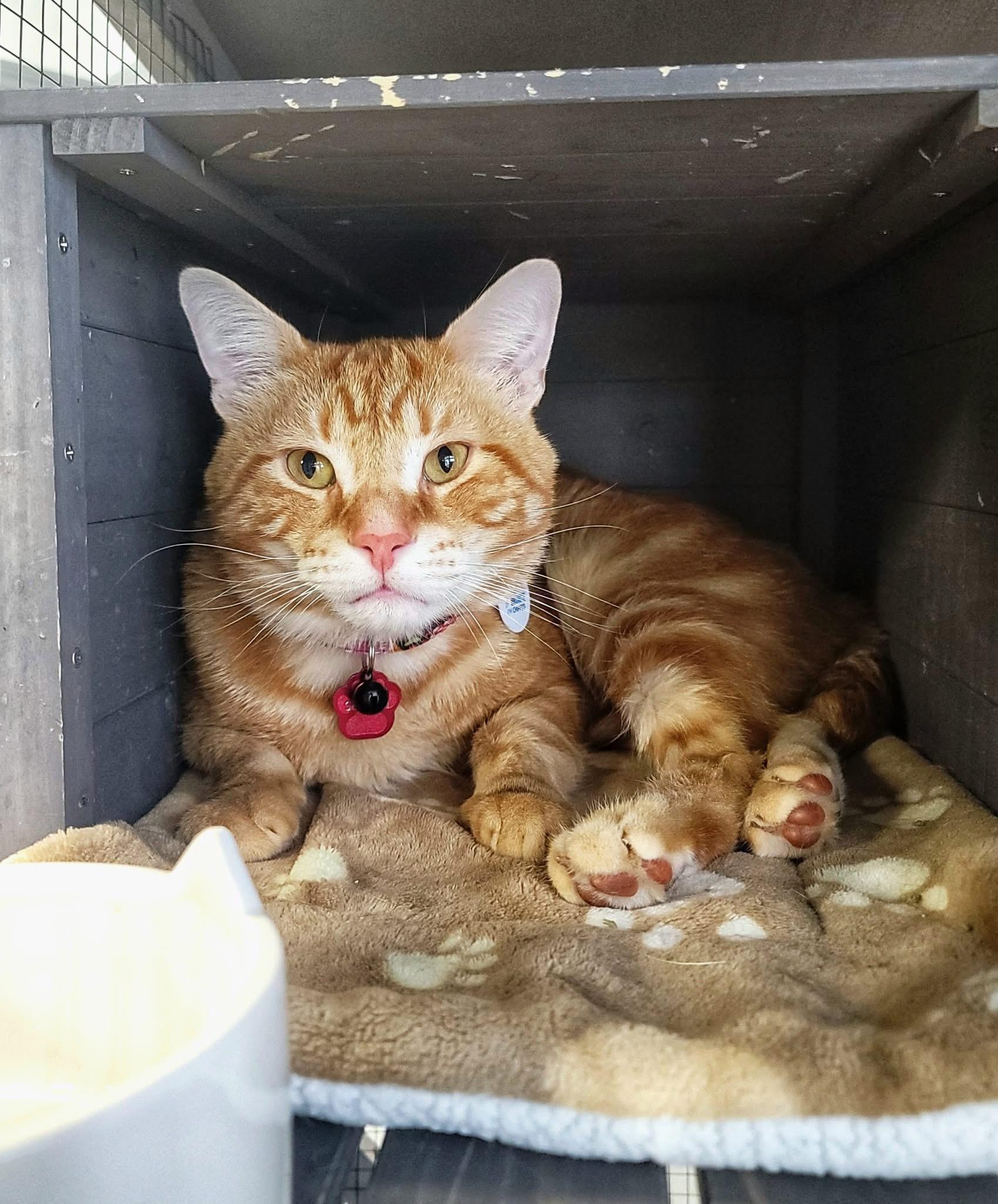 Enlarge Souvlaki, an adoptable Domestic Short Hair in Grand Rapids, MI image 4/6