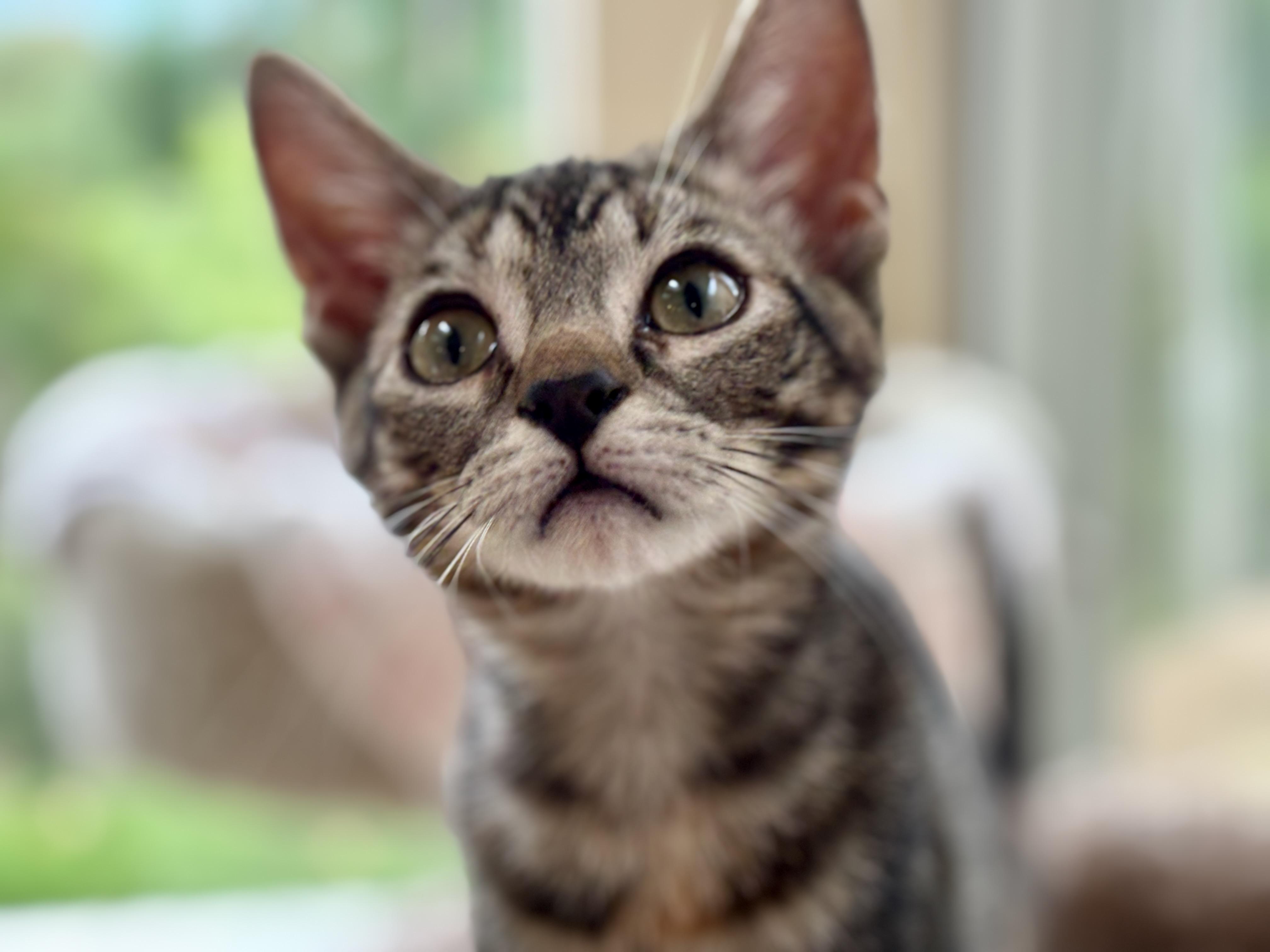 Enlarge Broiche, a Adopted Domestic Short Hair in Salt Spring Island, BC image 2/6