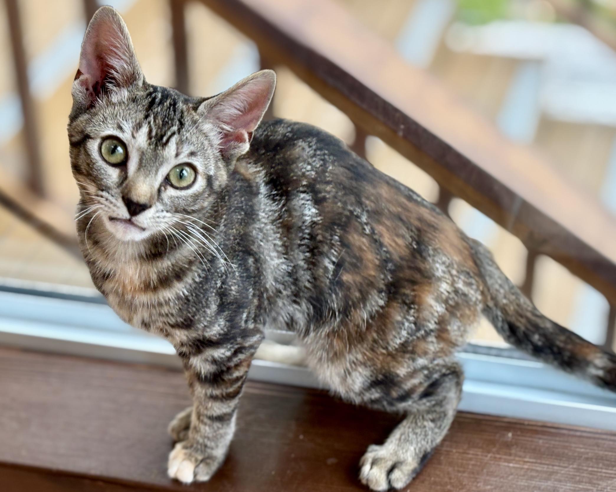 Enlarge Broiche, a Adopted Domestic Short Hair in Salt Spring Island, BC image 4/6