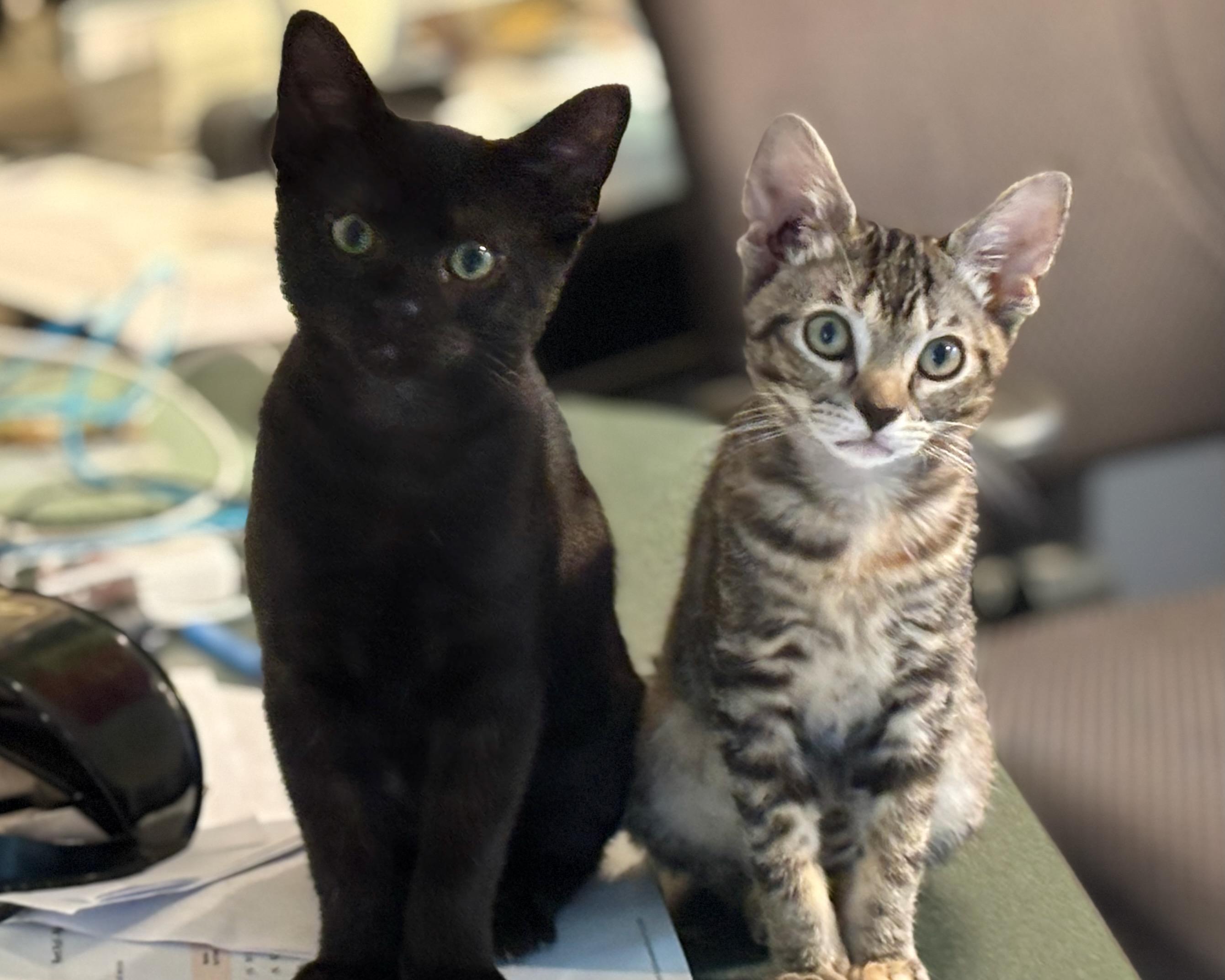 Enlarge Broiche, a Adopted Domestic Short Hair in Salt Spring Island, BC image 5/6