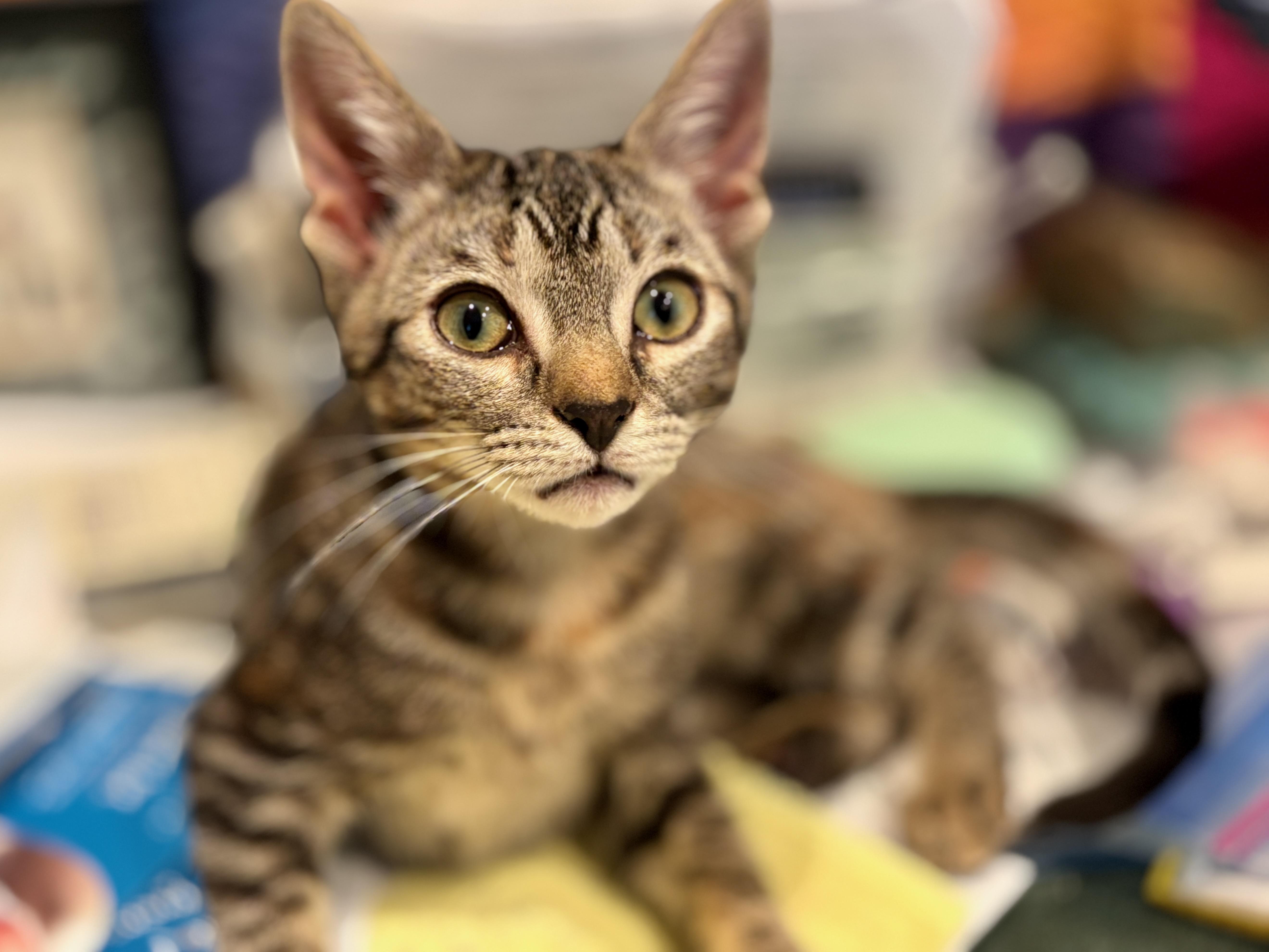 Broiche, Adopted, Young Female Domestic Short Hair.