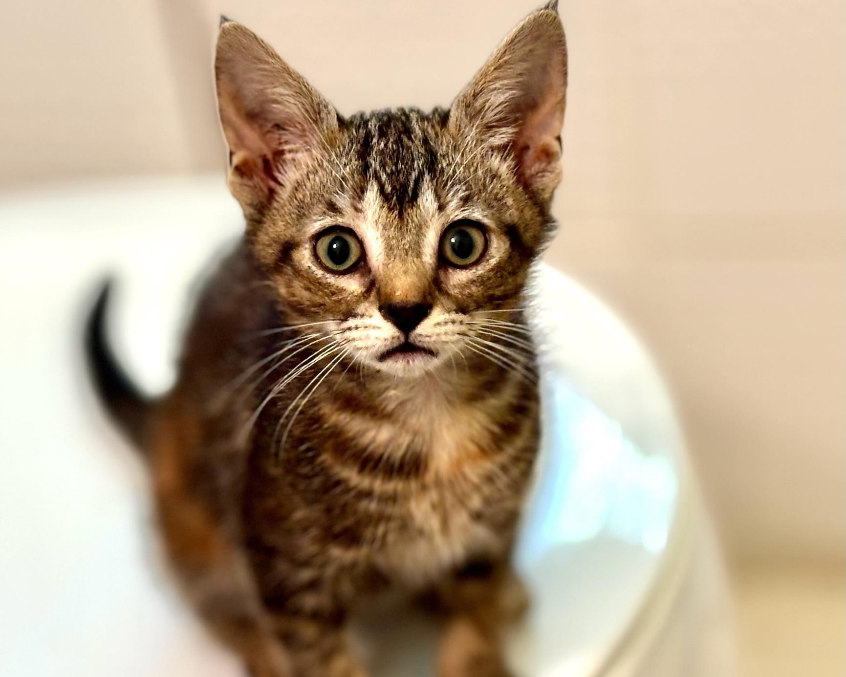 Enlarge Broiche, a Adopted Domestic Short Hair in Salt Spring Island, BC image 6/6