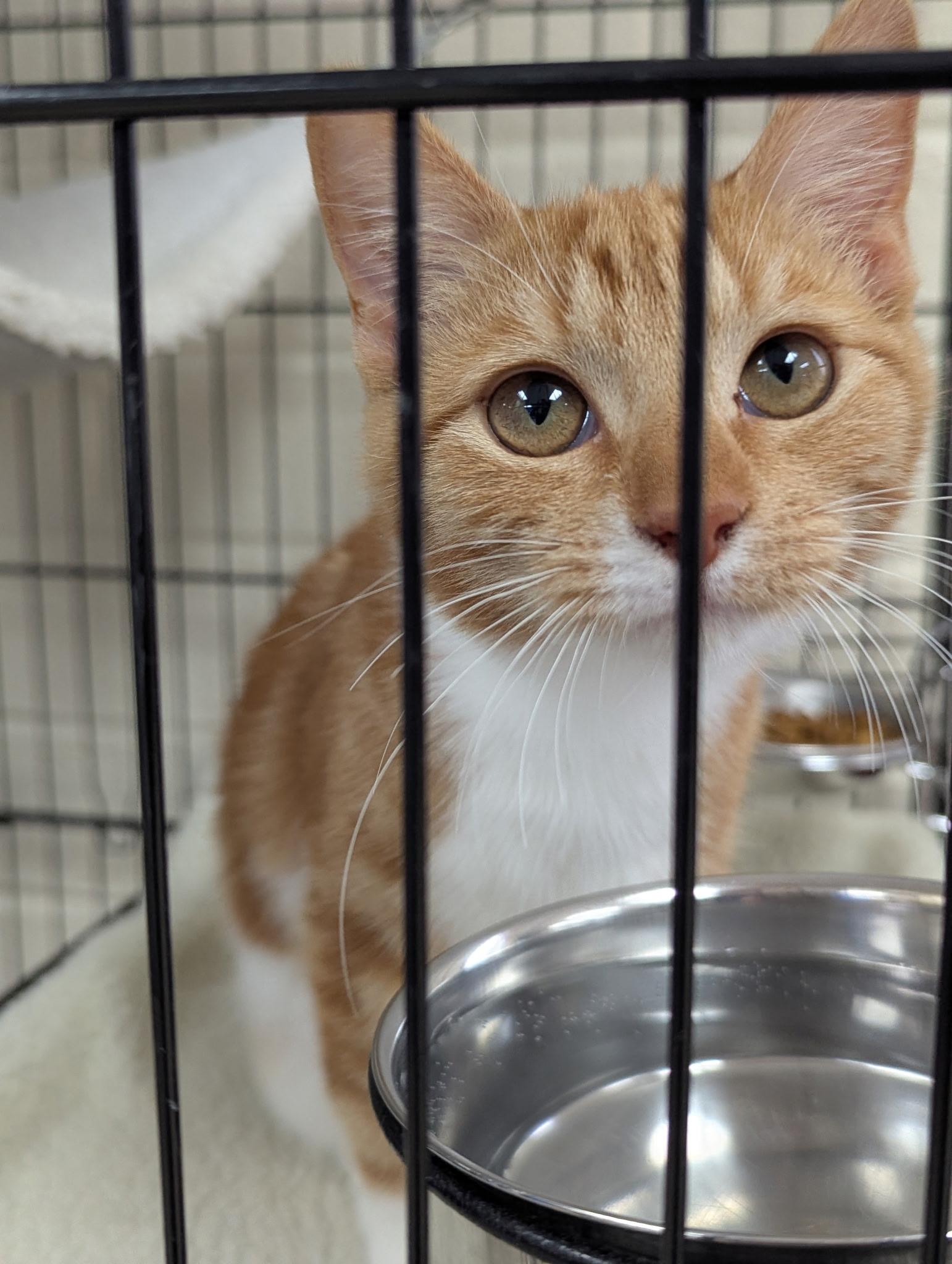 Enlarge Flossie, an adopted Domestic Short Hair in Greensboro, NC image 3/4