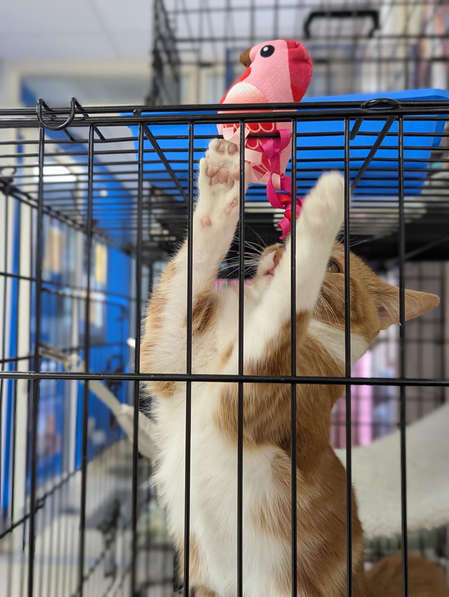 Flossie, adopted, Kitten Female Domestic Short Hair.