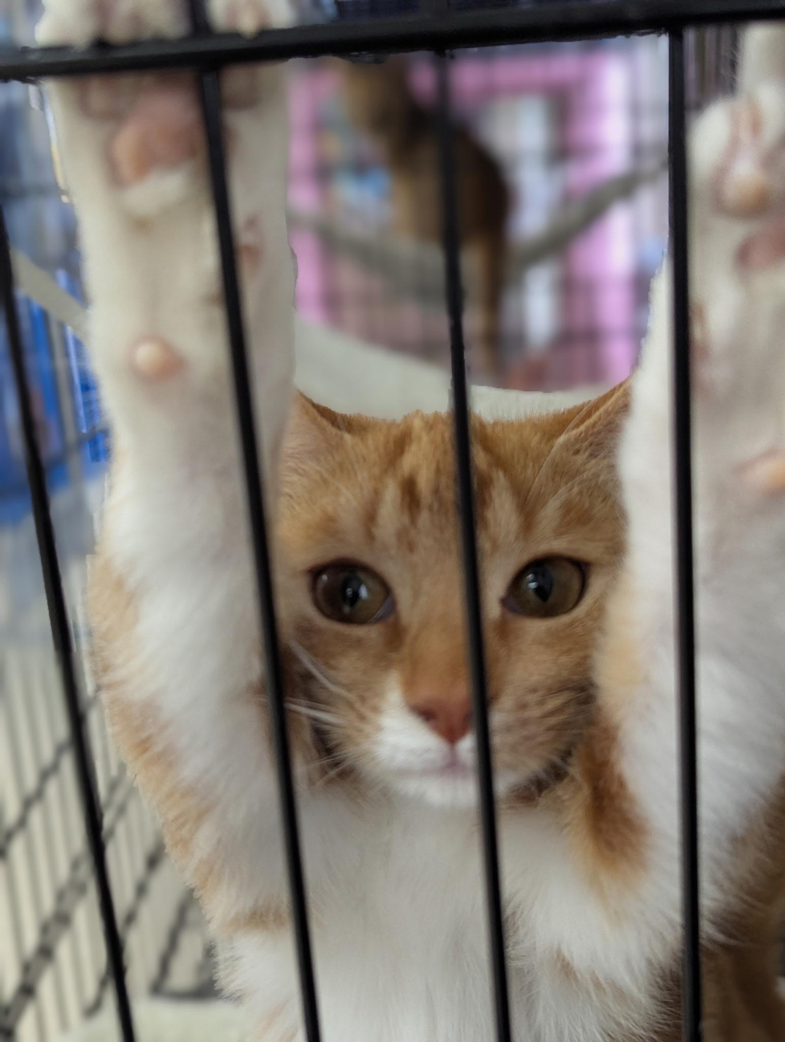 Enlarge Flossie, an adopted Domestic Short Hair in Greensboro, NC image 2/4