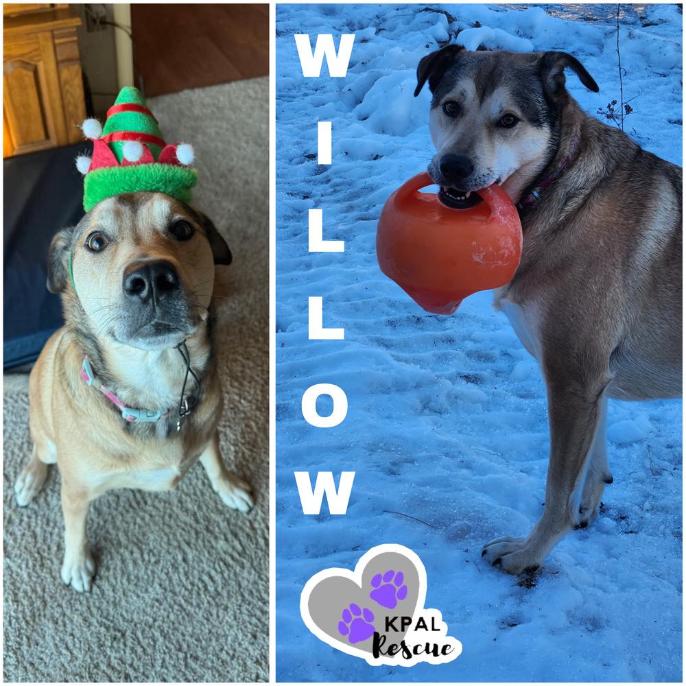 Willow (AKA Flower - AK Bird Litter), Adoptable, Adult Female Chow Chow & Labrador Retriever.
