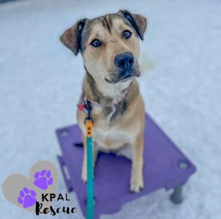 Enlarge Willow (Flower - AK Bird Litter), a Adoptable mixed breed in Kenai, AK image 2/6