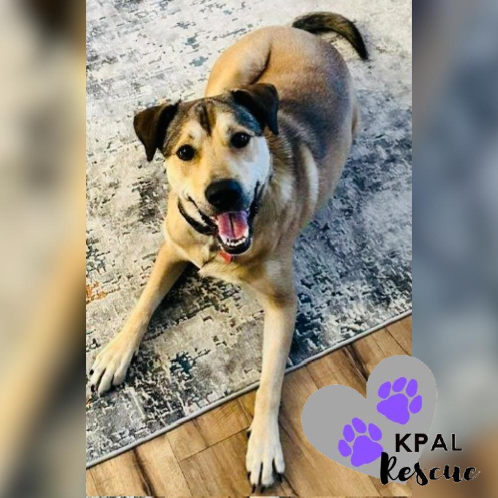 Enlarge Willow (Flower - AK Bird Litter), a Adoptable mixed breed in Kenai, AK image 3/6