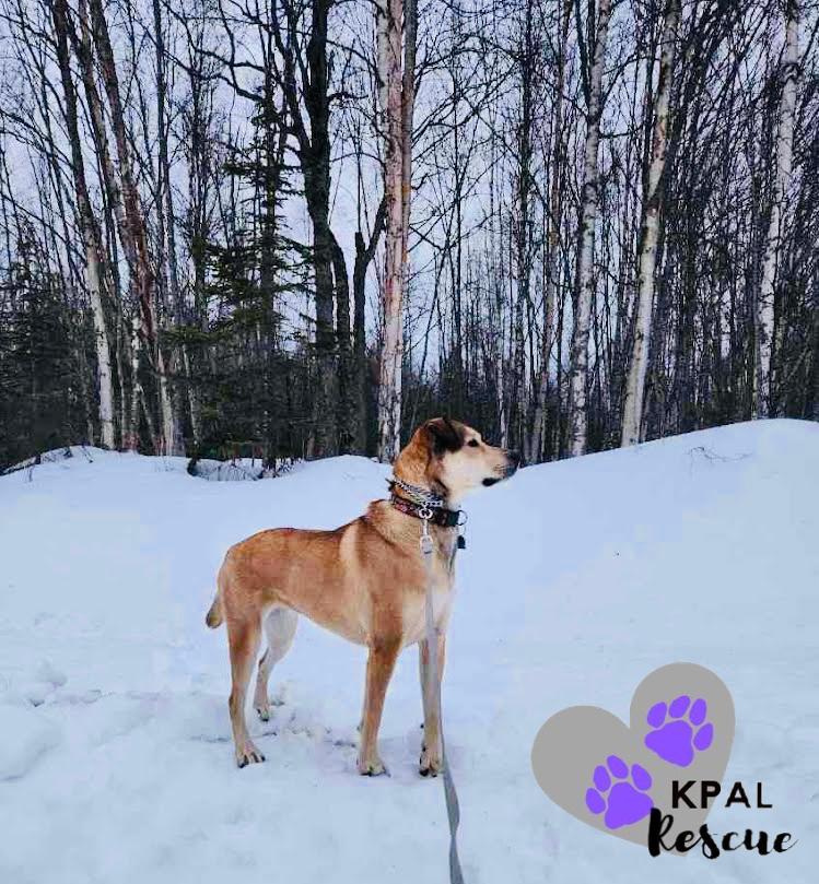Enlarge Willow (Flower - AK Bird Litter), a Adoptable mixed breed in Kenai, AK image 4/6
