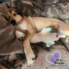 Enlarge Willow (Flower - AK Bird Litter), a Adoptable mixed breed in Kenai, AK image 5/6